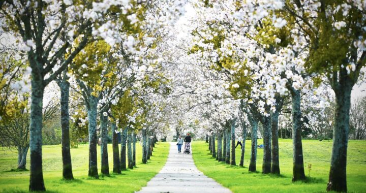 Spring in Central Park